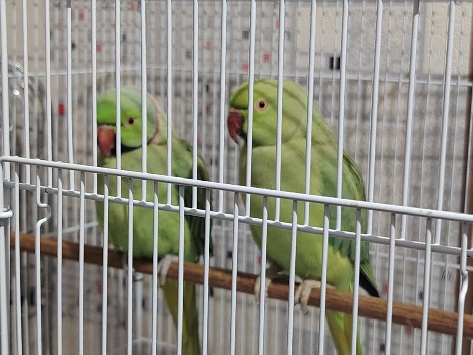 Продается пара ожереловых попугаев.