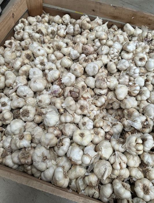 Vand usturoi de pus in pamant