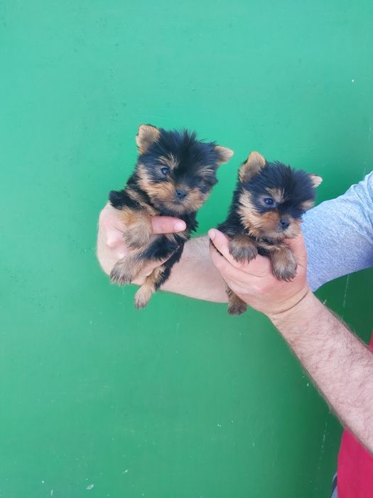 Йоркширски териер мини