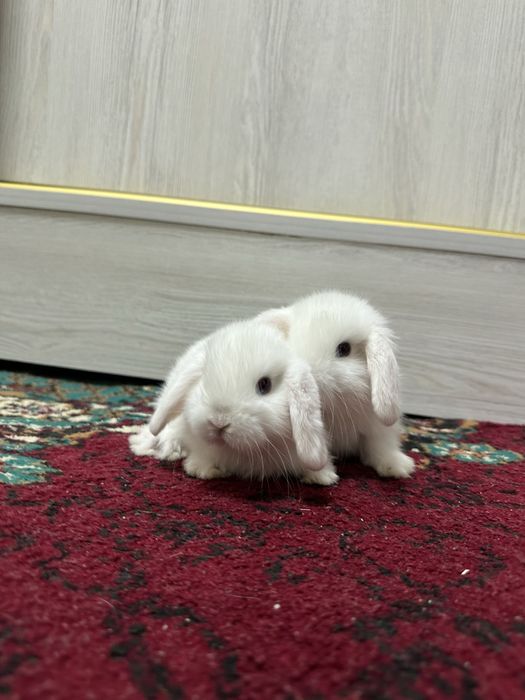 Chiroyli quyonchalar Toshkentda – faqat Basmala Farm’da!