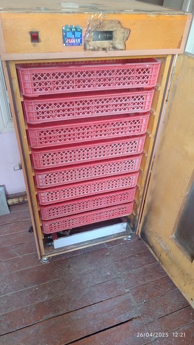 Inkubator 19 kundan keyin joʻja ochirish uchun yani raddom inkubator