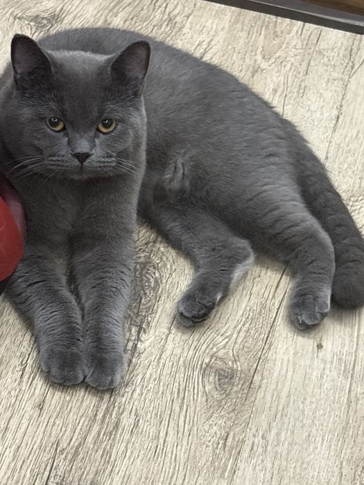 Мушукчалар сотилади