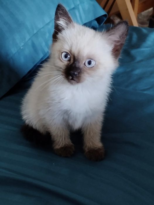 Котёнок Девочка Сиамка
