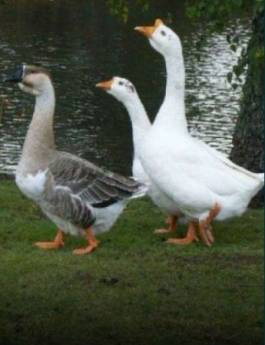 Гоз ёги / "Goz yogi" (tabiy kuyganga) Borsiq yogi Ayiq yogi