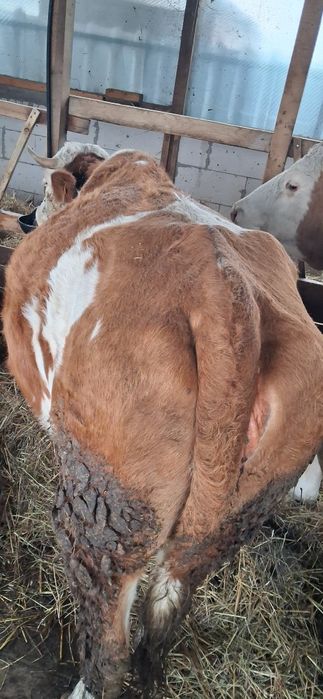 Vaca pentru abator  de vanzare trei ani