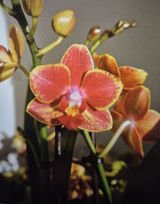 Продам орхидею фаленопсис