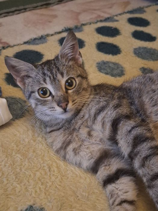 Donez Pisicuț 4luni