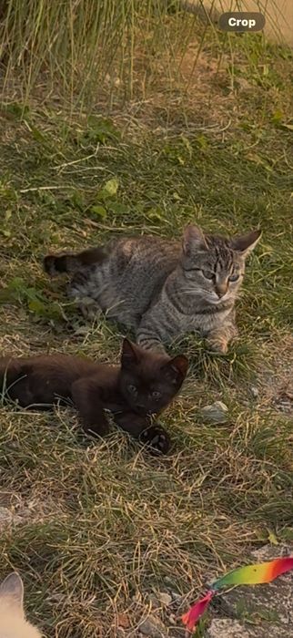 Donez pisic negru ..6 saptamani