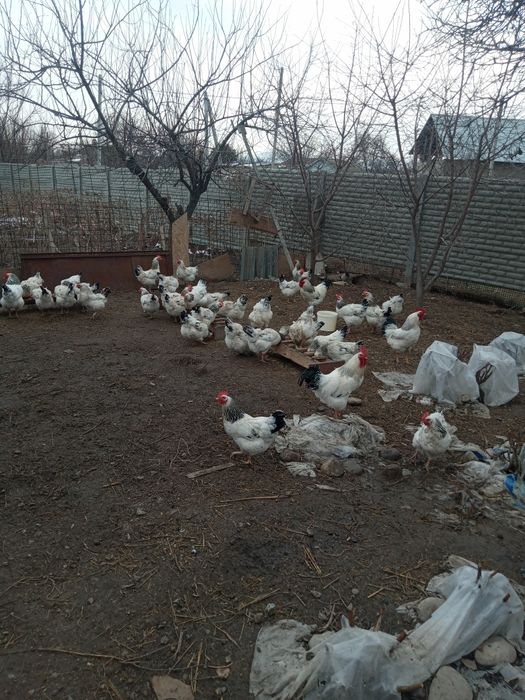 Продам яйца для инкубатора