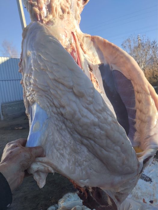 Біз шын мәнінде мас әйелді ұрып жатырмыз.