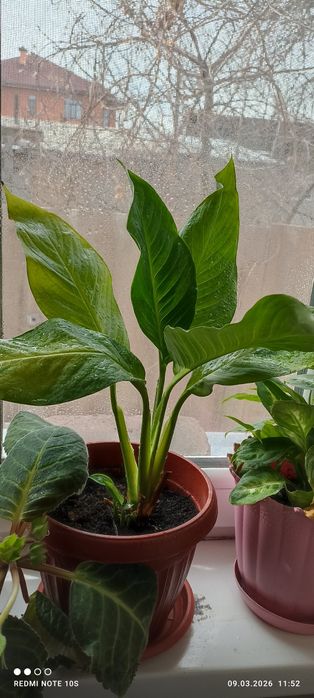 Продаем комнатные цветы