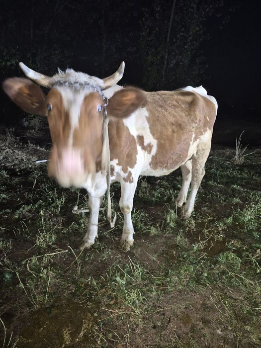 Sigir sotiladi smental