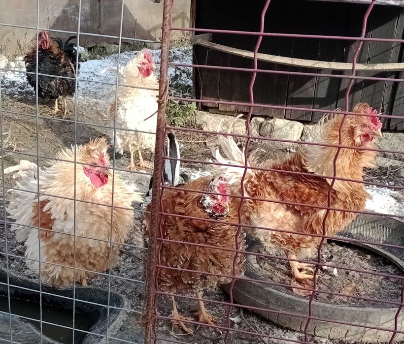 vand cocosi de rasa frezat