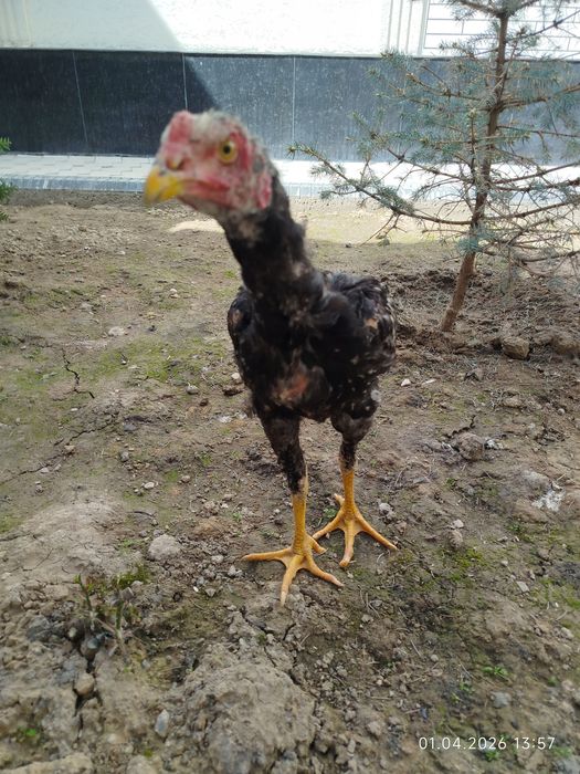 Дакан жожасотилади