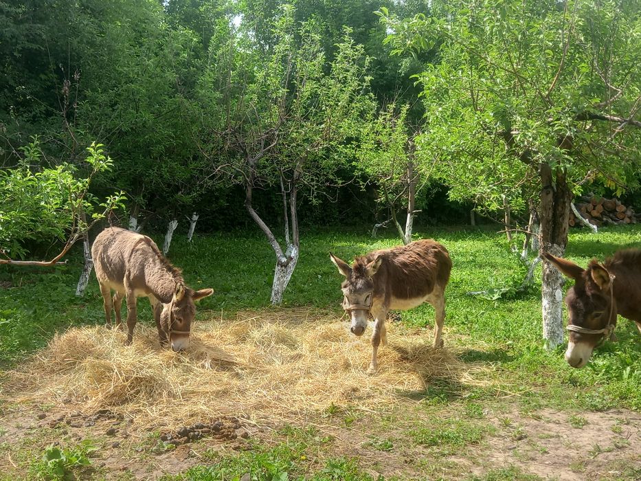 Продам ишаков айгыры