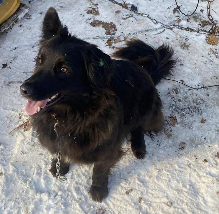 Собака в добрые руки