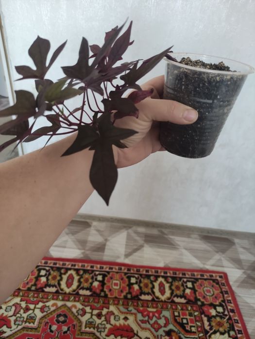 Ипомея "Батат" продам