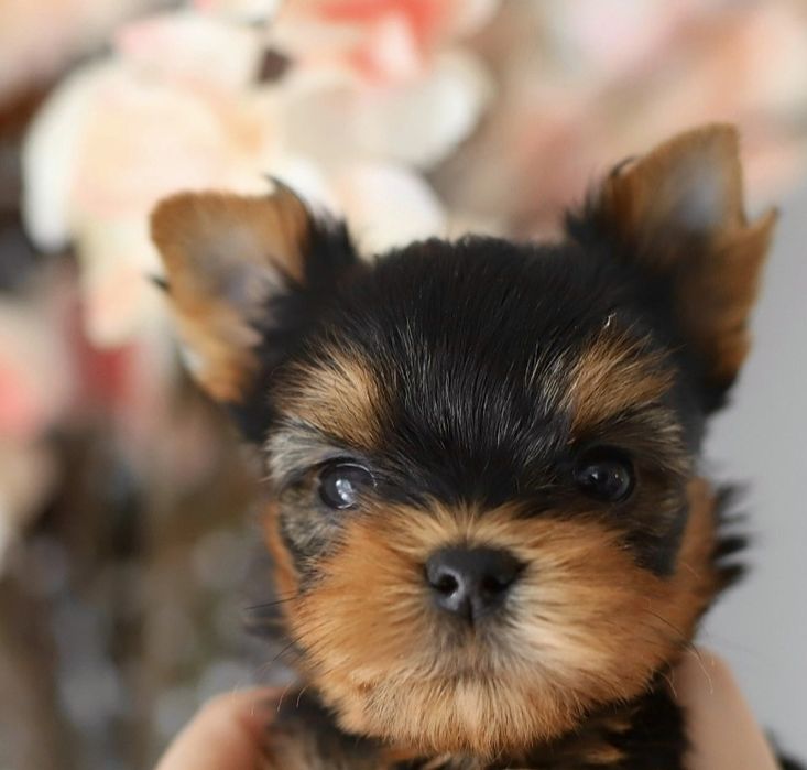 Yorkshire terrier talie mica