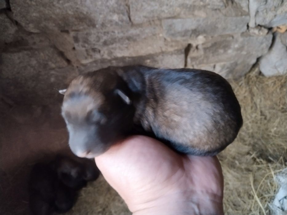 Малинуа щенята продам