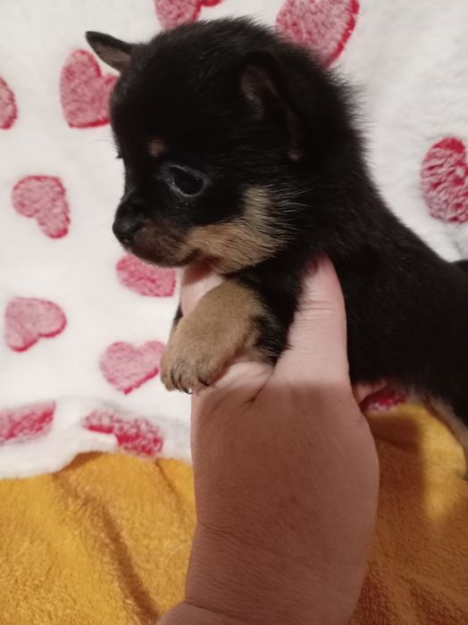 Продам щенка шпице тоя