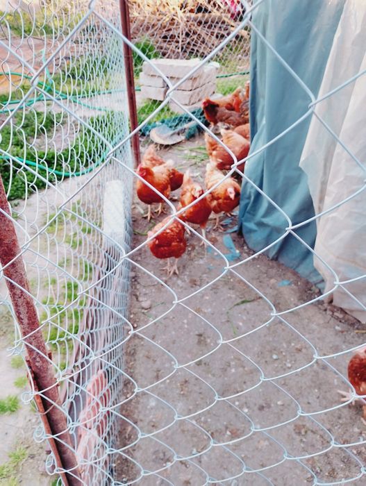 Кокошки носачки на 1година