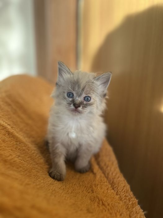 Котенок девочка 1,5 месяца