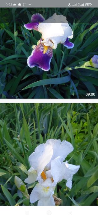 Продам ирисы яркие сортовые