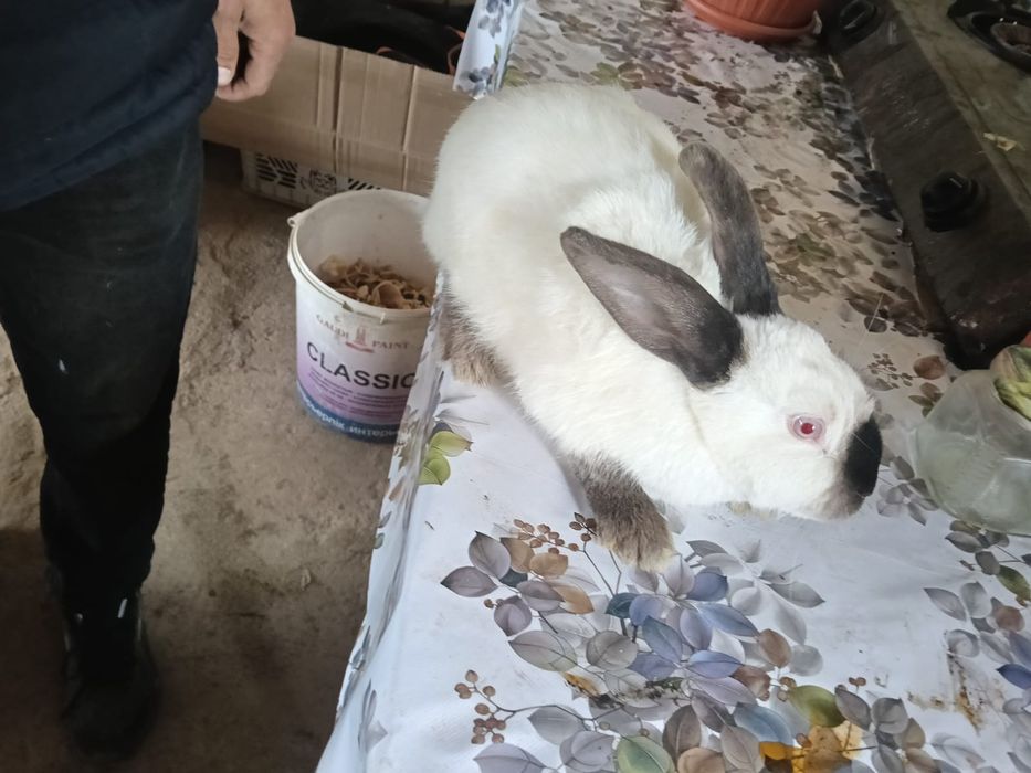 Продам фронсуз бараны и колфорня