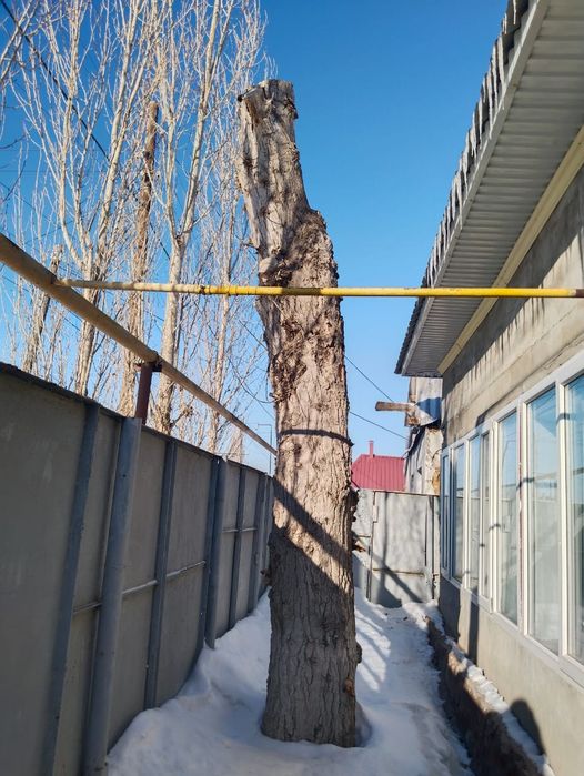 Дерево на топку, шашлык и тд