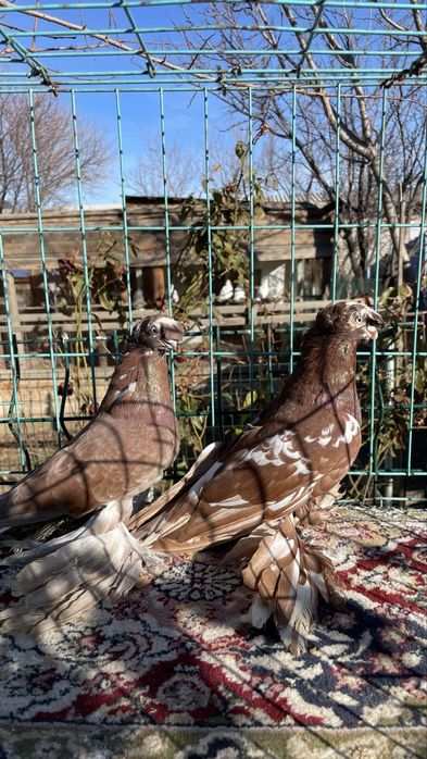 Голуби кептер пр