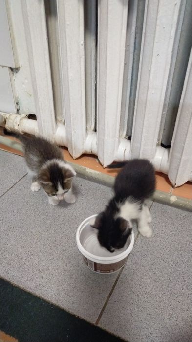 Котята домашние красивые