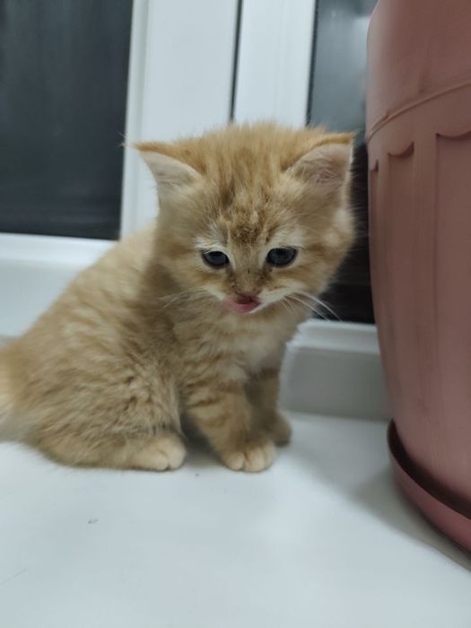 Котята ,породистые