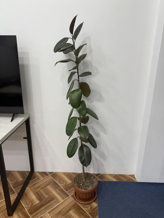 Fikus, ficus, qora shahzoda ofis va uy uchun gul dekorativ tabiiy