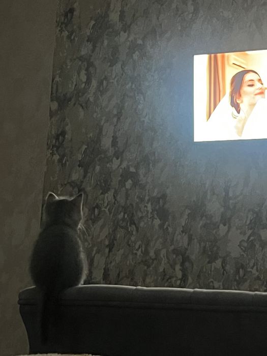 кот, котик, котенок