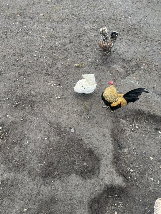 Vand oua incubat gainuse pitice