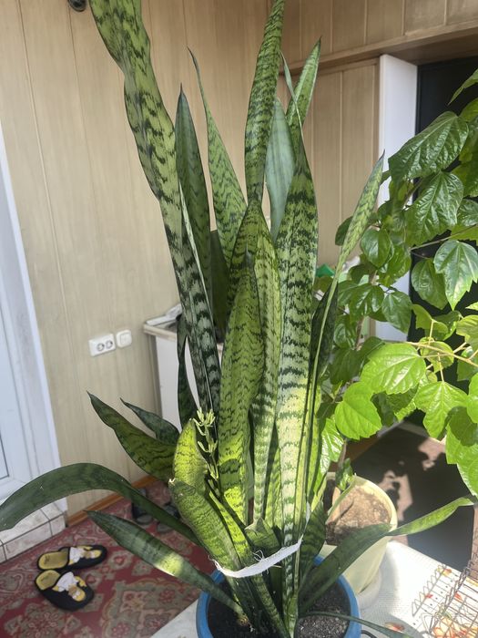 Комнатные растения Сансевиерия