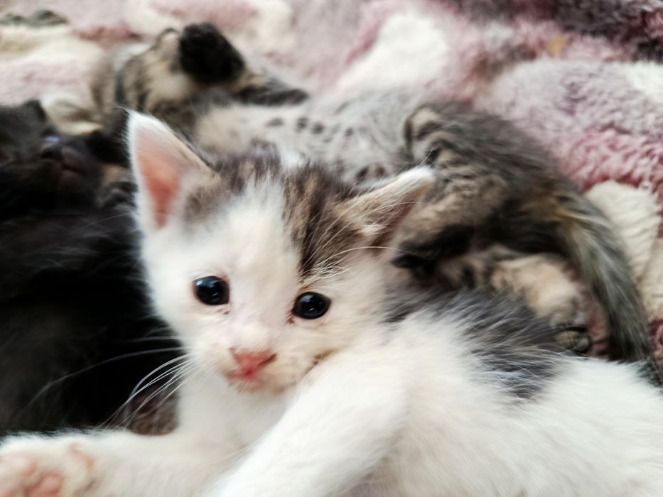 Продам скоттиш страйт котенка
