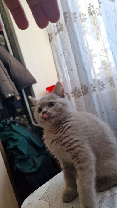 Кошка британка 4 месяца