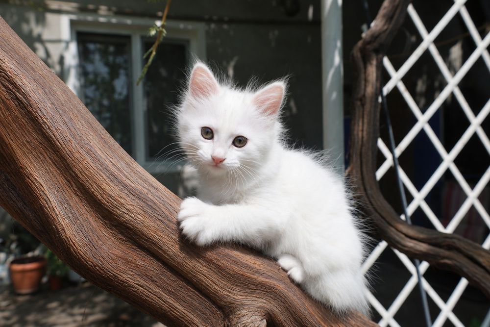Продаются котята