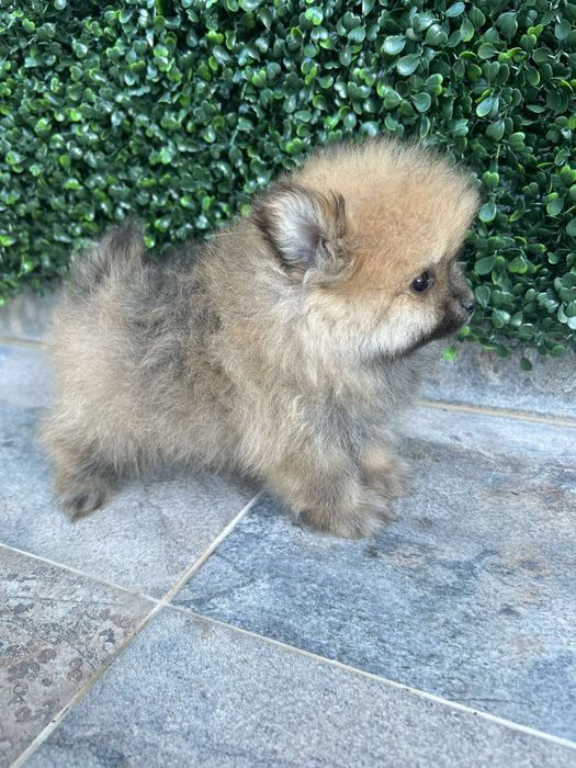 Красив мъжки померан