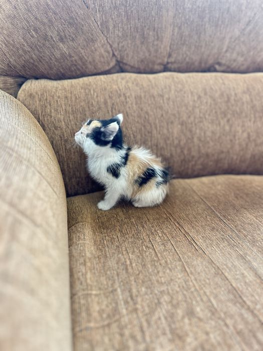 Отдадим котенка в добрые руки