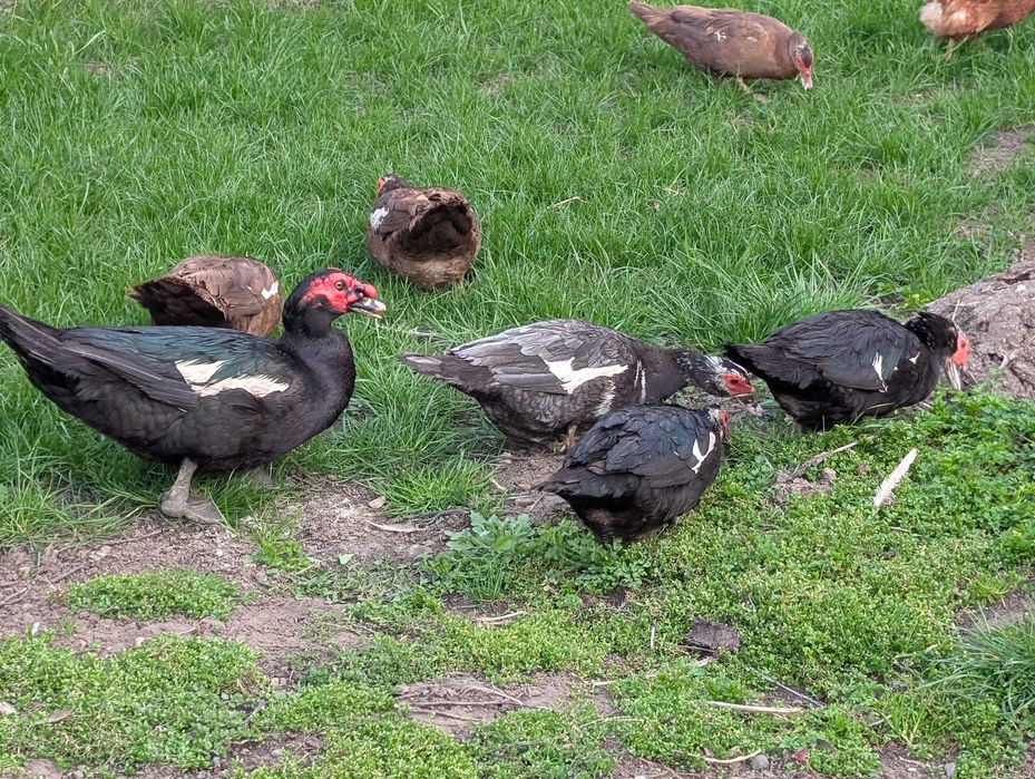 oua rata leseasca (muta) pentru incubare