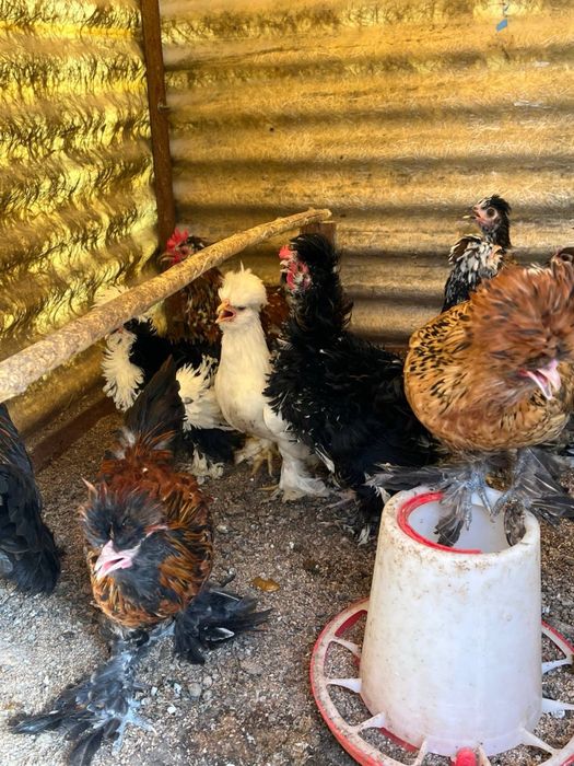 Куры декоративные