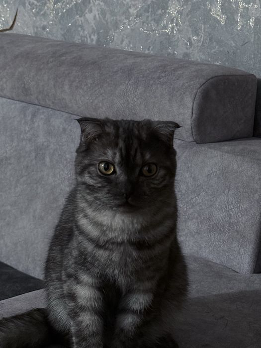 Хочу кошку отдать в хорошие руки