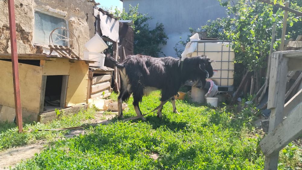 теке парод нубенски сүтті тұқымды