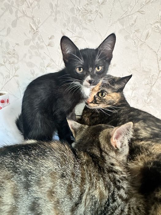 Котята в хорошие руки
