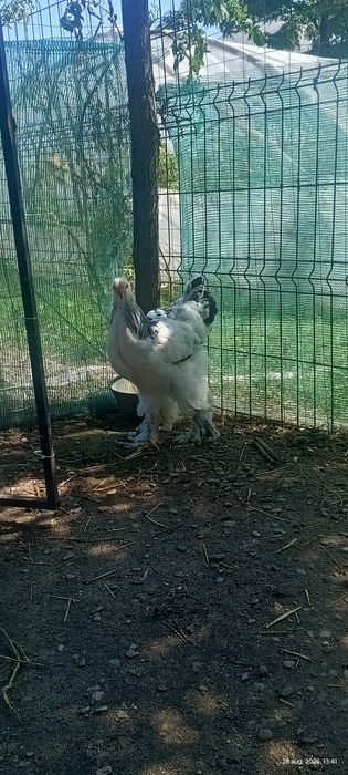 Cocoși brahma hd