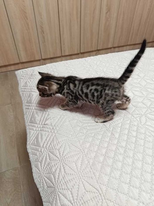 Бенгалски котета