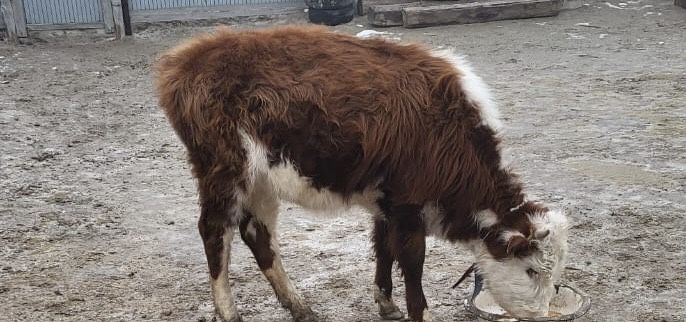 Ұрғашы сиырлар сатылады