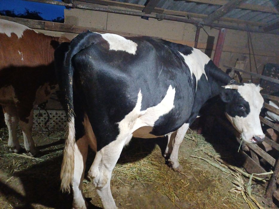 Vînd vacă de abator la 550 600 kg.